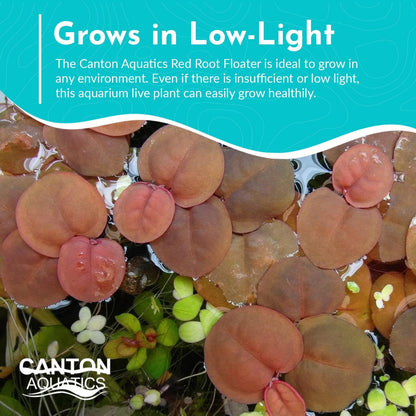 Live Aquarium Red Root Floater Plants - Highly Sought & Removes Nitrates - Easy to Maintain - Increases Beaty - Promote High Water Quality - 4 Ounce Portion