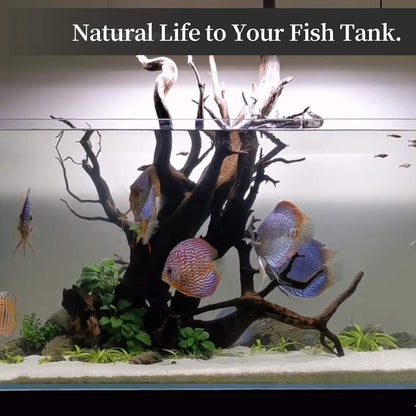 Natural Large Driftwood for Aquarium Decor Reptile Decor 13-17" Long, over 1.3 Lbs