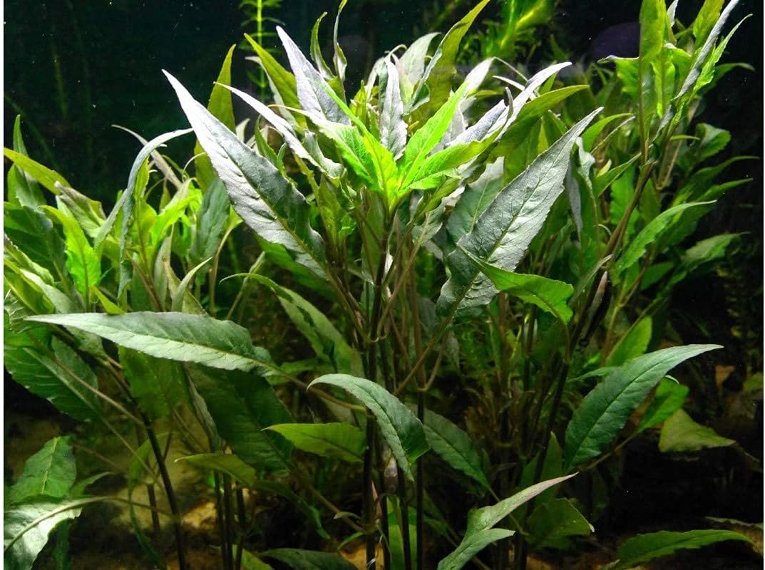 10 Species Live Aquarium Plants Bundle