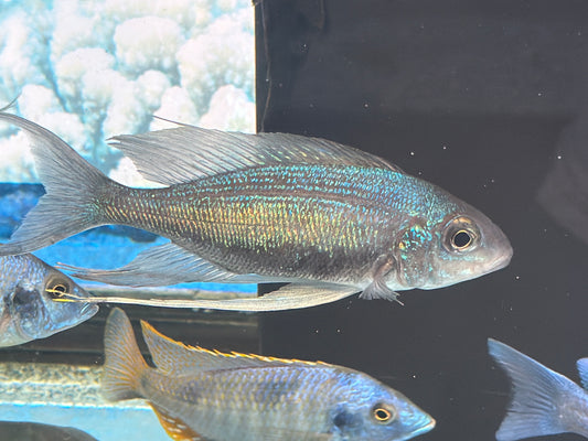 Cyathopharynx Foai 'Sibwesa'