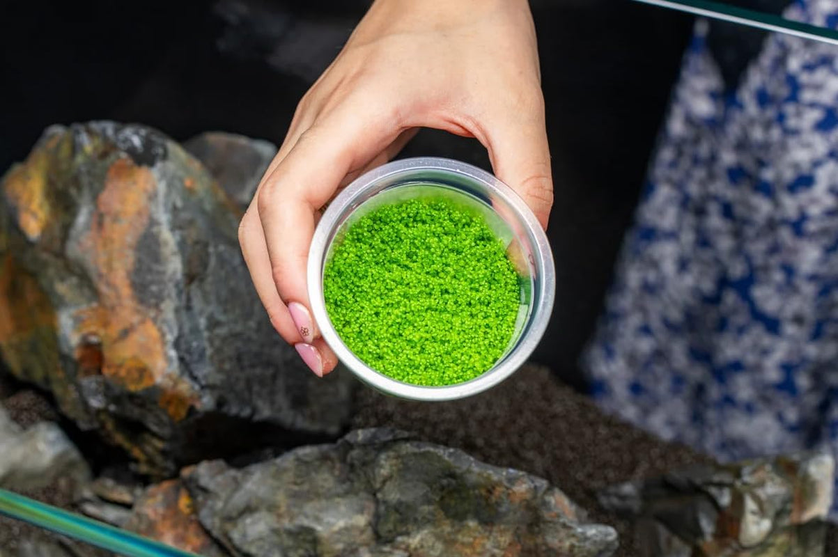 Dwarf Baby Tears Hemianthus Callitrichoides Tissue Culture Live Plant for Aquarium, Aquascape, Planted Freshwater Fish Tanks
