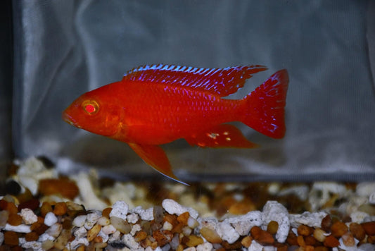 GRADE-A FIRE RED DRAGON BLOOD PEACOCK 4" MALE