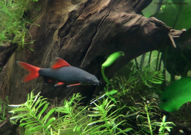 Rainbow Shark REGULAR