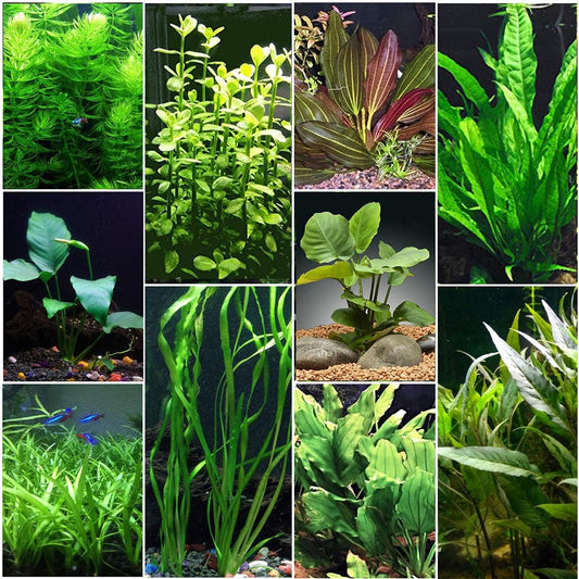 10 Species Live Aquarium Plants Bundle