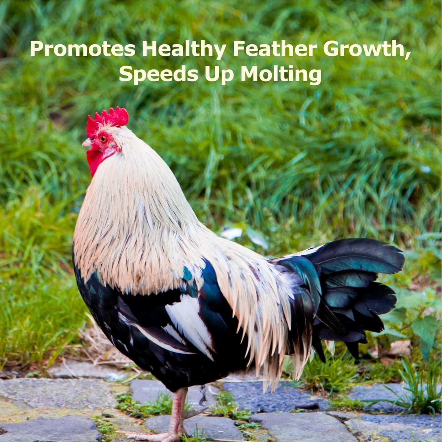 10LB Dried Black Soldier Fly Larvae, More Calcium than Dried Mealworms, High Protein Chicken Feed, Poultry Treat