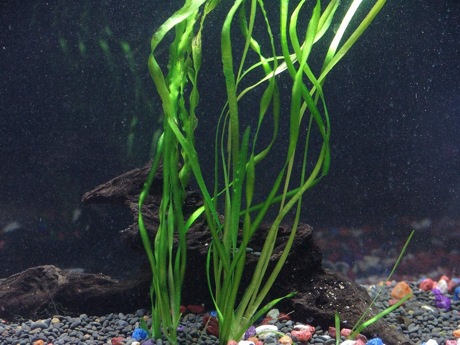 10 Species Live Aquarium Plants Bundle