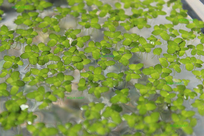 Duckweed (Lemna Minor) - 100/200/500 Live Plants 
