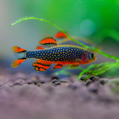 Celestial Pearl Danio / Galaxy Rasbora (Celestichthys margaritatus)