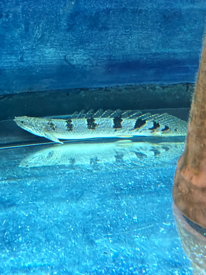 Barred AKA Armored Bichir - Polypterus delhezi