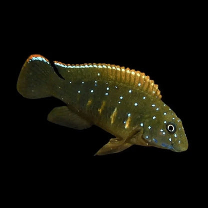 Eretmodus cyanostictus  Striped Goby Cichlid