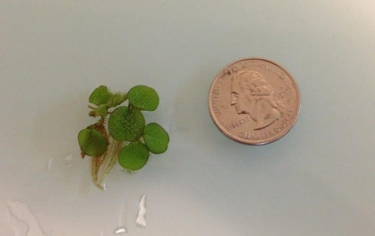 50+ Water Spangles (Salvinia Minima), Live Aquarium, Aquatic, Floating, Pond Plants