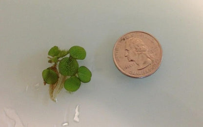 50+ Water Spangles (Salvinia Minima), Live Aquarium, Aquatic, Floating, Pond Plants