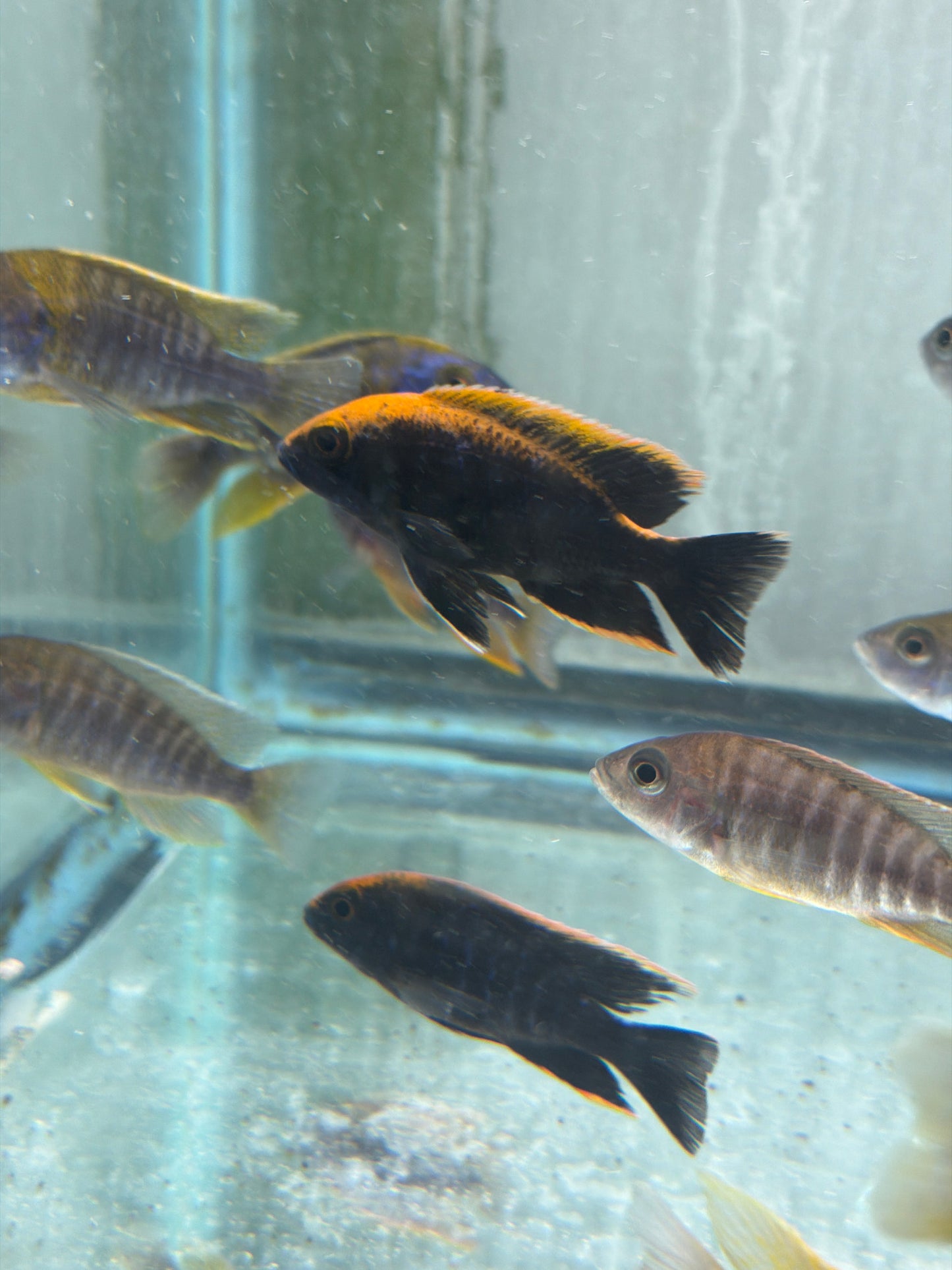 Sulfurhead Peacock Aulonocara maylandi