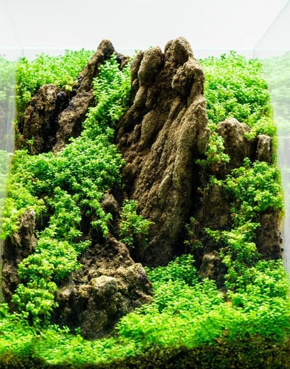 Dwarf Baby Tears Hemianthus Callitrichoides Tissue Culture Live Plant for Aquarium, Aquascape, Planted Freshwater Fish Tanks
