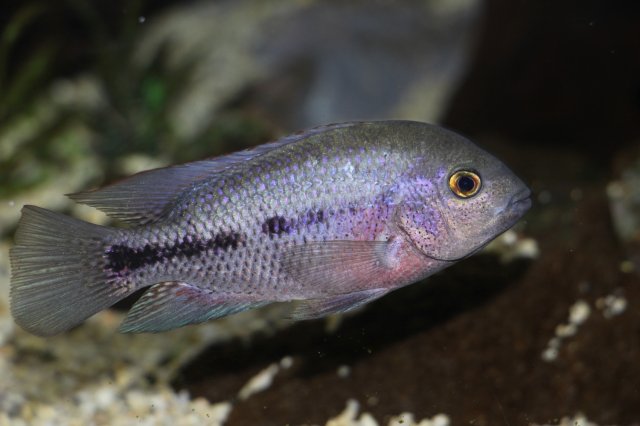 Paratheraps breidohri (Angostura Cichlid)