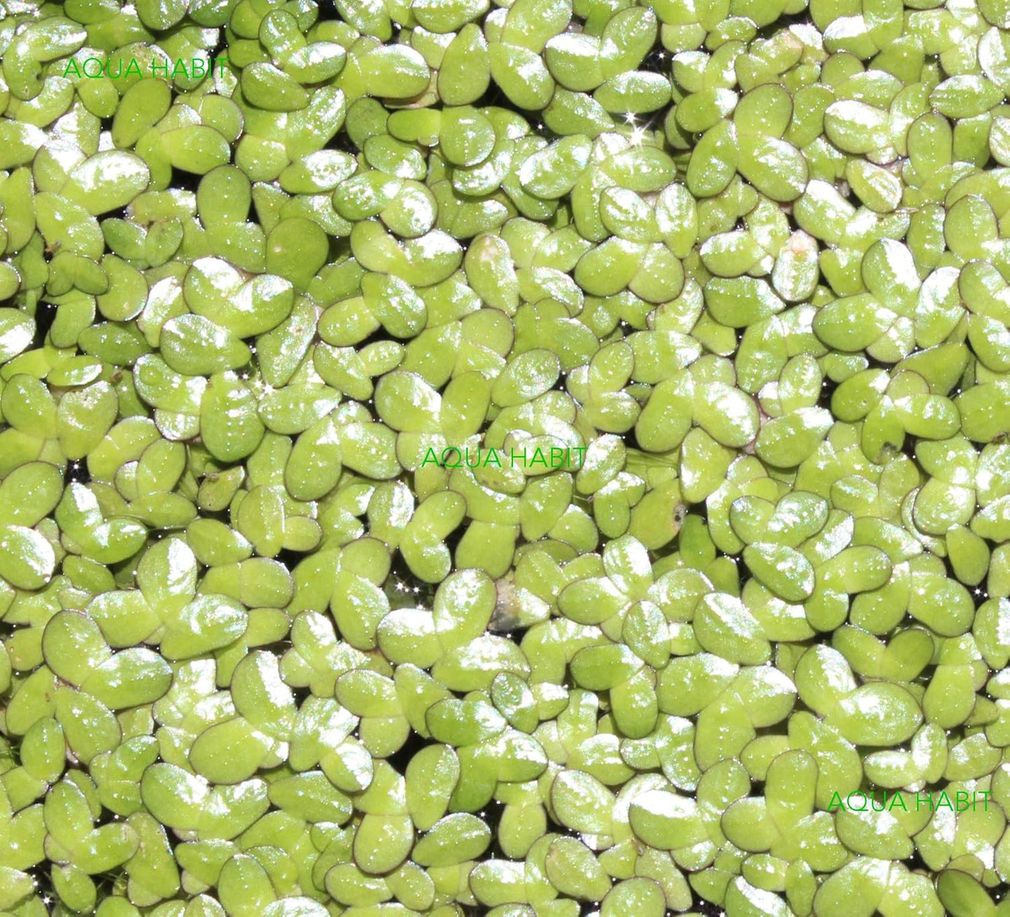 Duckweed (Lemna Minor) - 100/200/500 Live Plants 