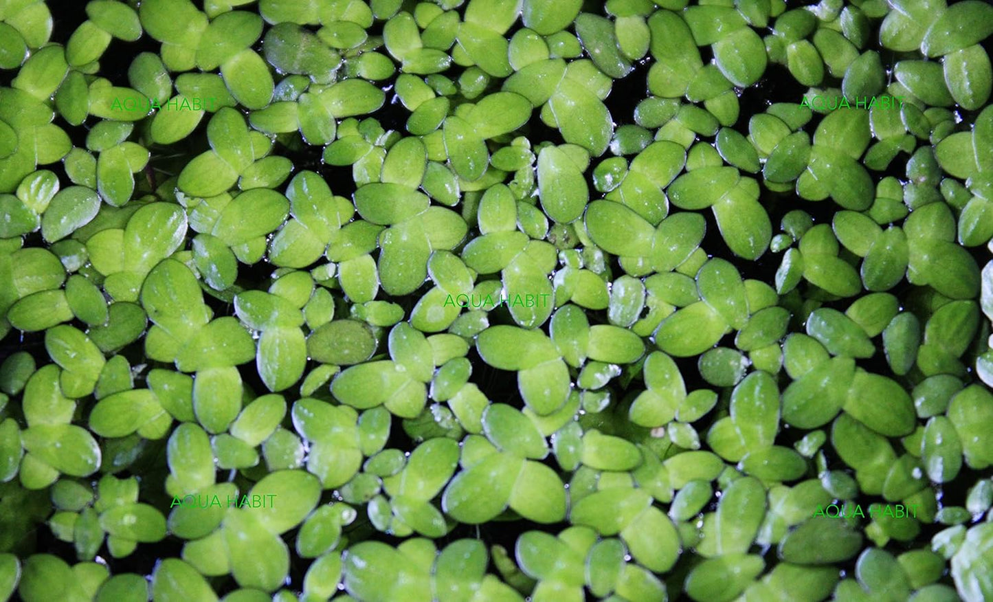 Duckweed (Lemna Minor) - 100/200/500 Live Plants 
