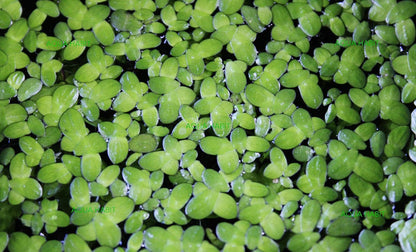 Duckweed (Lemna Minor) - 100/200/500 Live Plants 