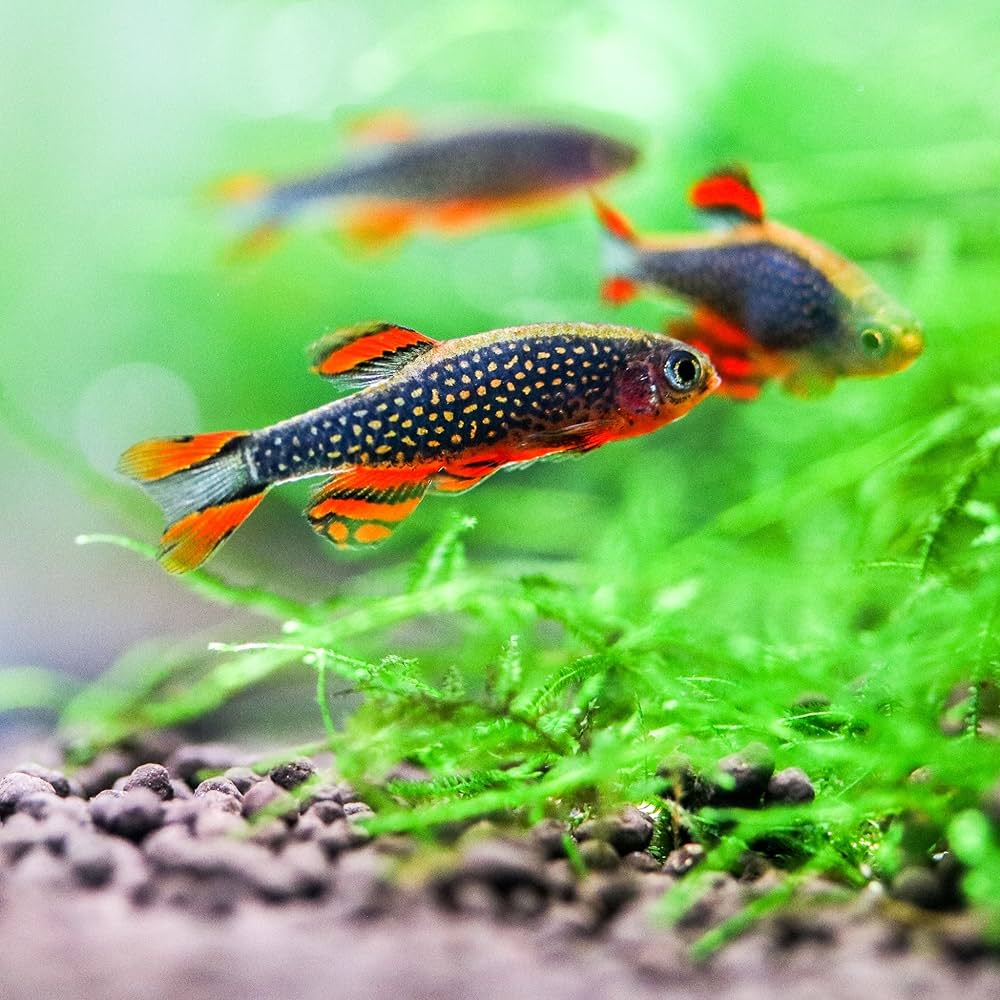 Celestial Pearl Danio / Galaxy Rasbora (Celestichthys margaritatus)