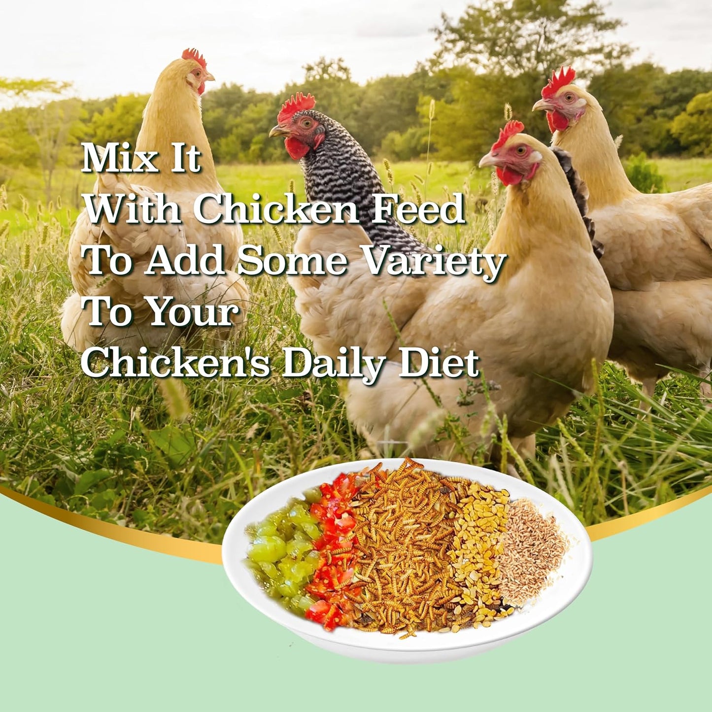 10LB Dried Black Soldier Fly Larvae, More Calcium than Dried Mealworms, High Protein Chicken Feed, Poultry Treat