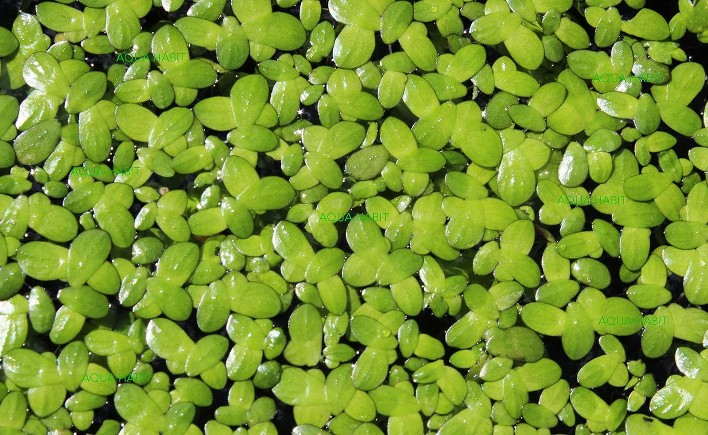 Duckweed (Lemna Minor) - 100/200/500 Live Plants 