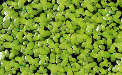 Duckweed (Lemna Minor) - 100/200/500 Live Plants 