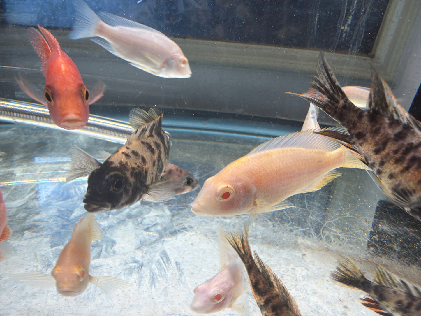 Albino dragon blood Peacock Cichlid