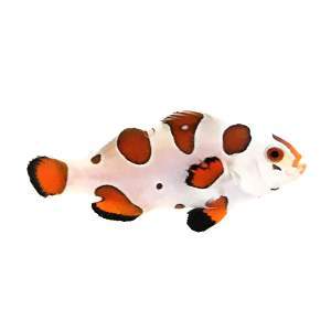 Orange Storm clownfish (Amphiprion ocellaris)