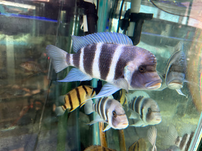 Zaire Blue Moba Frontosa (Cyphotilapia gibberosa)