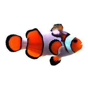 Fancy White Smudgy clownfish ( Amphiprion ocellaris)