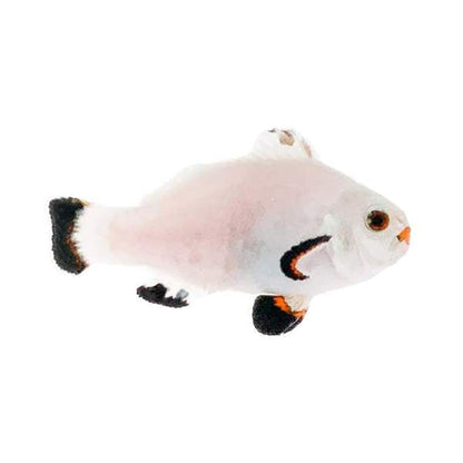 Snow Storm ( Amphiprion ocellaris)