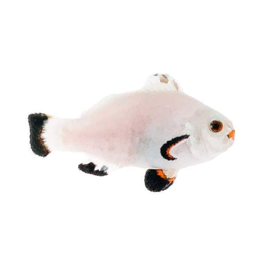 Snow Storm ( Amphiprion ocellaris)