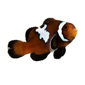 Chocolate Midnight Lightning clownfish (Amphiprion ocellaris)