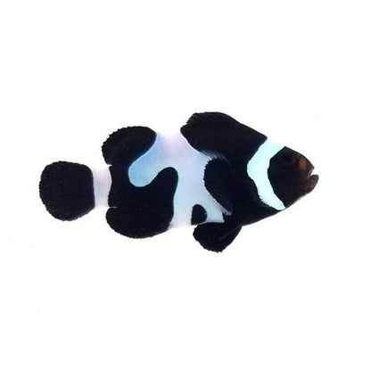 Black DaVinci (Amphiprion ocellaris)