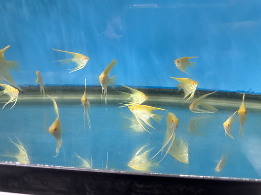 Albino Golden Veiltail Angelfish (Pterophyllum Scalare)
