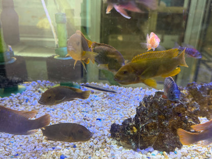 Iodotropheus sprengerae
Rusty Cichlid