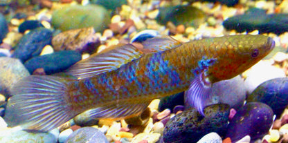 GOBY - GIURUS VIATOR - BLUE ORANGE