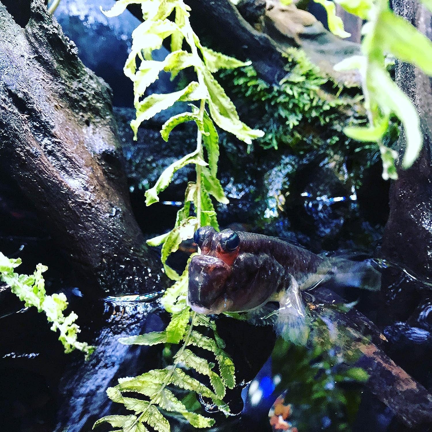 Prime Fresh and Saltwater Conditioner - Chemical Remover and Detoxifier 250ML