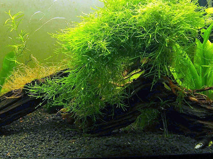 Premium Java Moss - Large 25 Sq. Inch Freshwater Aquarium Plant | Perfect Companion for Marimo Moss Balls | Live Aquarium Plants for Vibrant Aquatic Decor