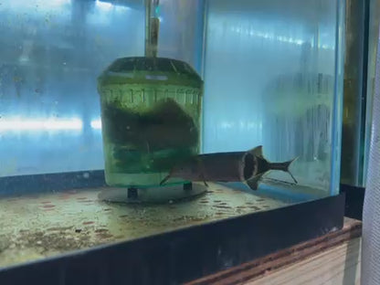 Elephant Nose Large 4"-5"