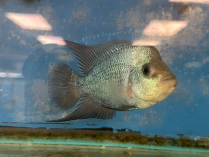 Blue Thai Silk Flowerhorn Cichlid (Cichlasoma sp)