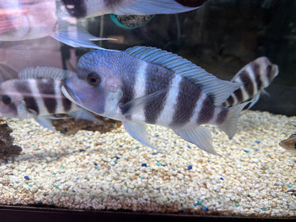 Zaire Blue Moba Frontosa (Cyphotilapia gibberosa)
