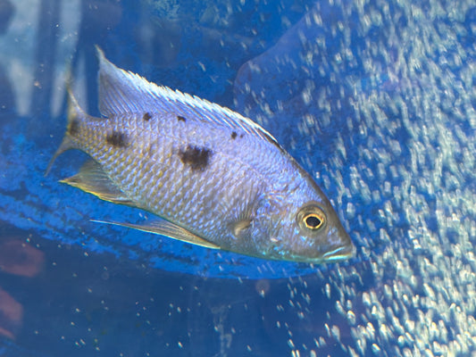 Azureus Hap