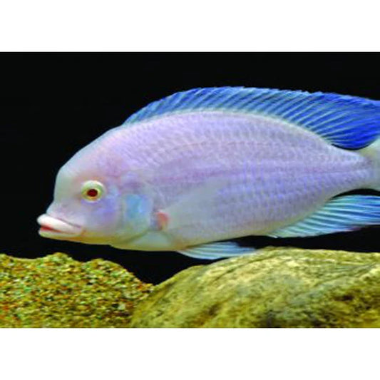 Albino Moori - Albino Blue Dolphin