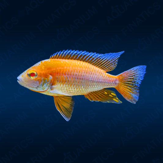 Albino Sulphur Head Peacock Cichlid (Aulonocara maylandi)