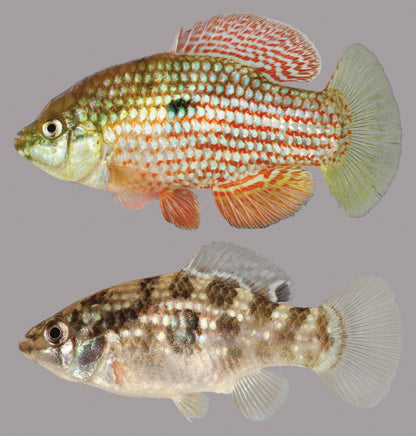 American Flagfish Killifish (Jordanella floridae)