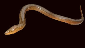 ASIAN SWAMP EEL (MONOPTERUS ALBUS)