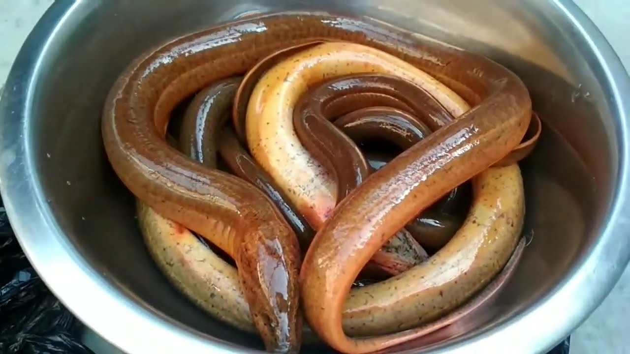 ASIAN SWAMP EEL (MONOPTERUS ALBUS)