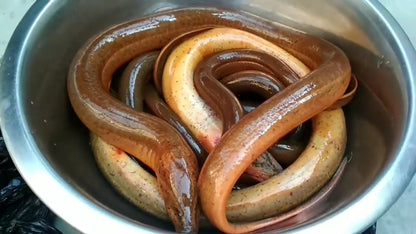ASIAN SWAMP EEL (MONOPTERUS ALBUS)
