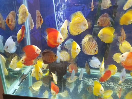 5 X ASSORTED DISCUS (WE PICK THE BEST) 3"+ (FREE SHIPPING)